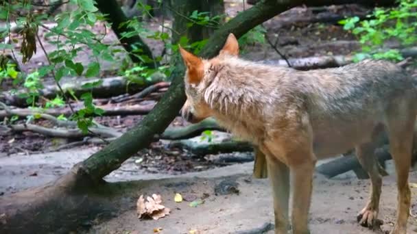 Lobo Salvaje Entre Bosque — Vídeo de stock