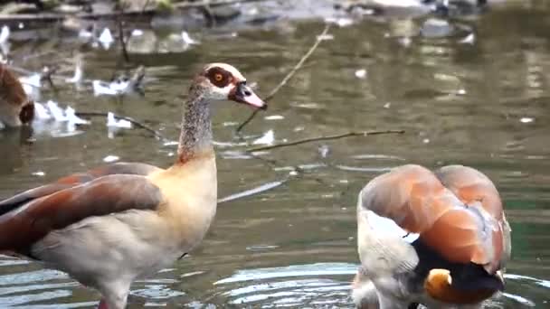 Patos Estanque Del Lago — Vídeo de stock