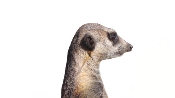 Meerkat Başını Farklı Yönlere Çevirir Beyaz Bir Grupta Izole Bir — Stok video