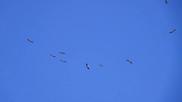 在蓝色的背景上隔离着怒吼的鹤 慢动作 — 图库视频影像