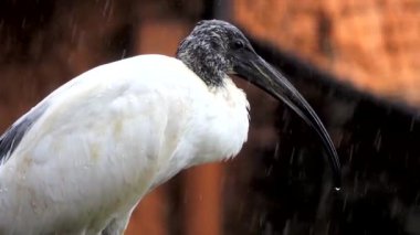 Afrikalı kutsal Ibis yağmurda bir dala oturur. Yavaş çekim