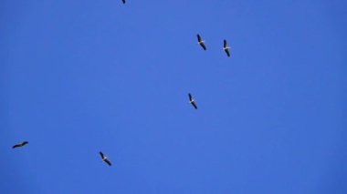 Mavi arka planda süzülen leylekler. Yavaş çekim