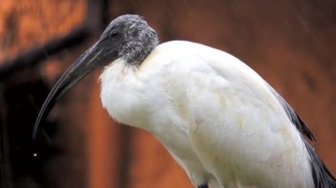 Afrikalı kutsal Ibis yağmurda bir dala oturur. Yavaş çekim