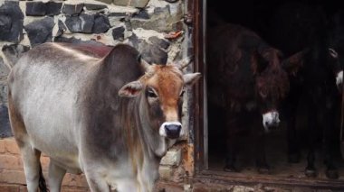 Sağanak yağmurda çiftlikte inek ve eşekler.