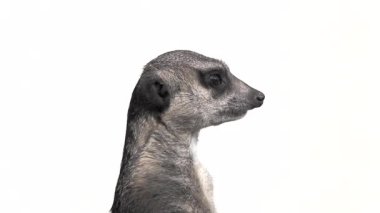 Meerkat başını farklı yönlere çevirir, beyaz arka planda izole bir şekilde. yavaş çekim