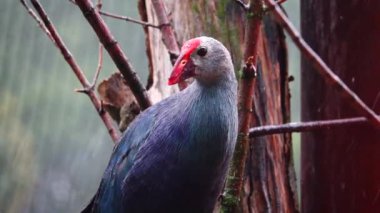 Mor Swamphen yağmurda bir dala oturur. Yavaş çekim