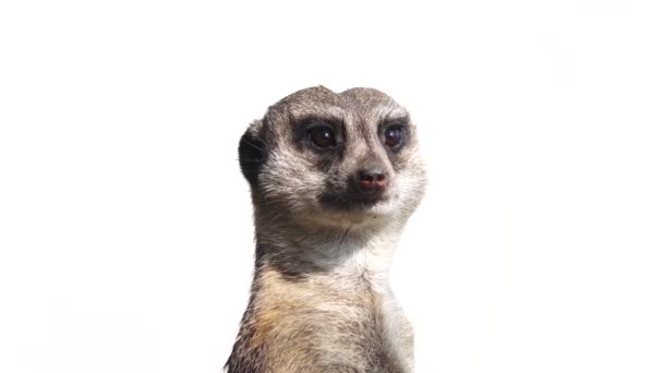 Meerkat Draait Zijn Hoofd Verschillende Richtingen Geïsoleerd Een Witte Achtergrond — Stockvideo