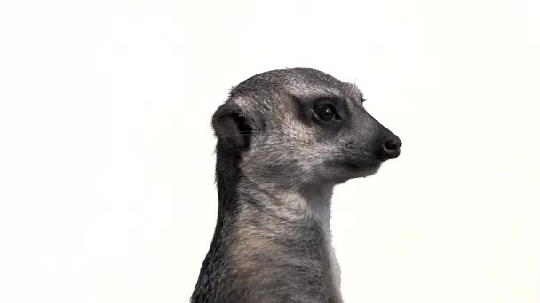 Meerkat Vrider Huvudet Olika Riktningar Isolerad Vit Bakgrund Slow Motion — Stockvideo