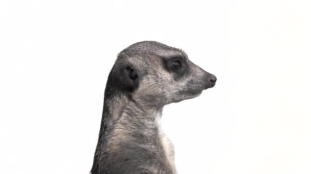 Meerkat Vrider Huvudet Olika Riktningar Isolerad Vit Bakgrund Slow Motion — Stockvideo