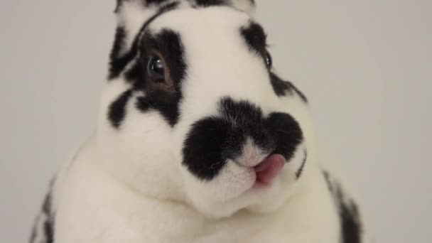 Chewing Dalmatian Rabbit Chewing White Screen Slow Motion — Stock Video