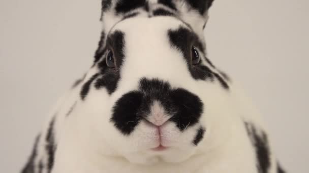 ダルマチアのウサギを噛む白い画面でチューイング スローモーション — ストック動画