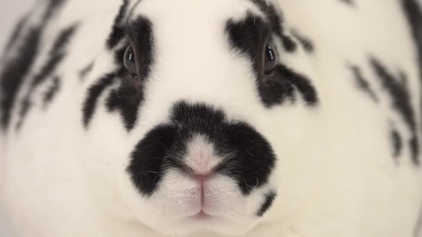 ダルマチアのウサギは呼吸し 白い画面上のカメラを見て — ストック動画