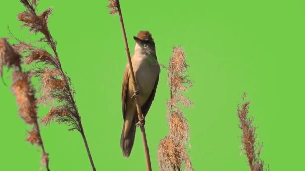 Птица Рид Поет Зеленом Экране — стоковое видео