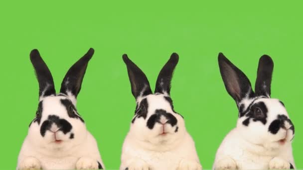 Tre Kaniner Med Stort Intresse Samtalar Grön Skärm — Stockvideo