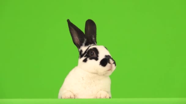 Kaninen Med Stort Intresse Tittar Olika Håll Grön Skärm — Stockvideo