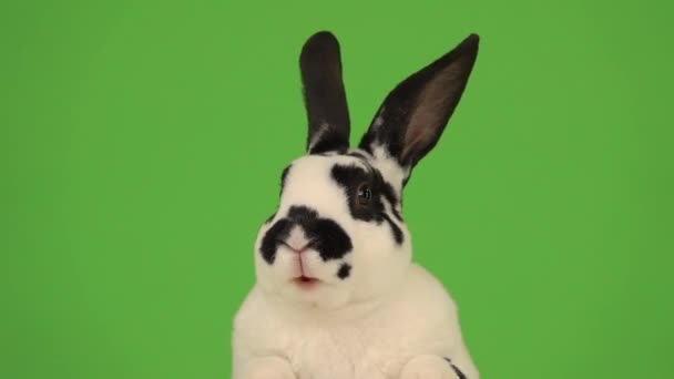 在绿色的屏幕上隔离的会说话的兔子 慢动作 — 图库视频影像