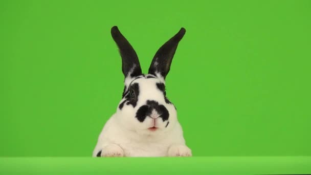 Talande Kanin Isolerad Grön Skärm Slow Motion — Stockvideo