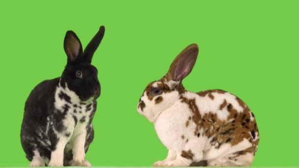 Two Bunnies Washing Themselves Green Screen — Stock Video