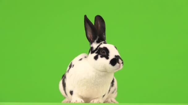 Kaninchen Blinzelt Künstlerisch Und Blickt Auf Grünem Bildschirm Die Kamera — Stockvideo