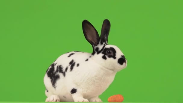 Das Kaninchen Frisst Eine Möhre Auf Einem Grünen Bildschirm — Stockvideo