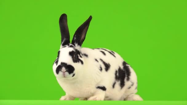 Darmatian家兔在绿色屏幕上导航 — 图库视频影像