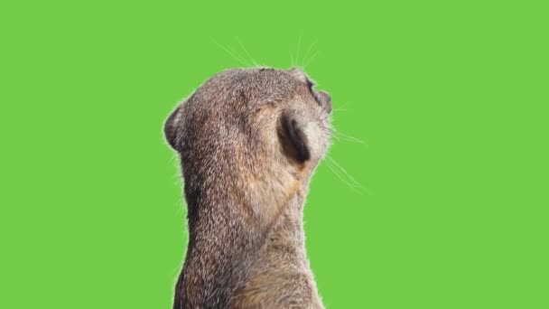 Meerkat Gira Testa Direzioni Diverse Uno Schermo Verde — Video Stock