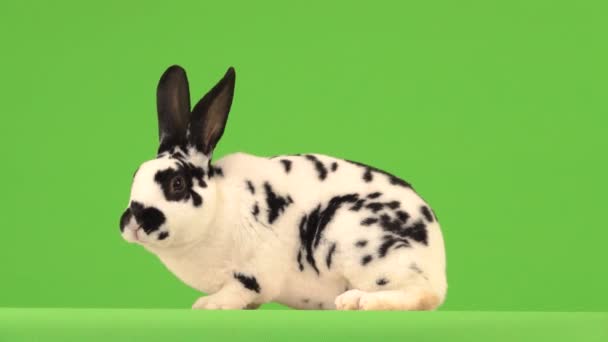 Rabbit Chews Looks Camera Green Screen — Stock Video