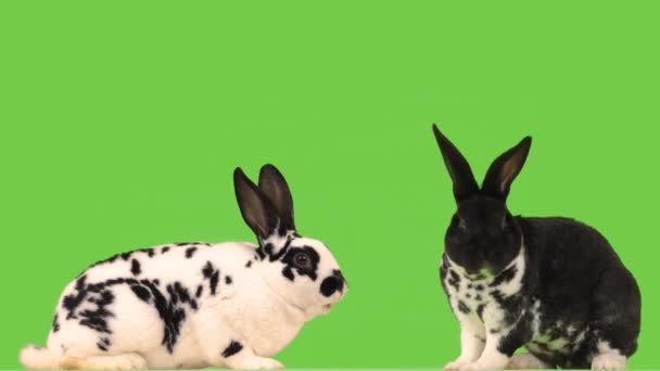Zwei Hasen Auf Einer Grünen Leinwand Dalmatiner — Stockvideo