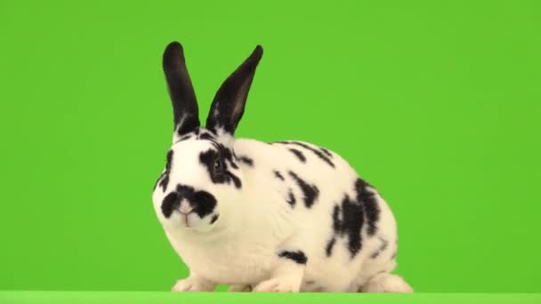 Coniglio Mastica Poi Guarda Telecamera Uno Schermo Verde — Video Stock