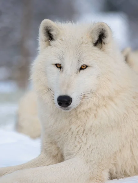 灰色の背景に極性オオカミの肖像画 — ストック写真
