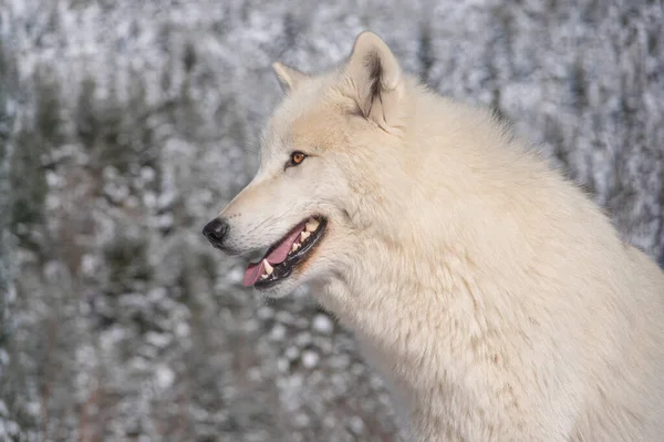 Portrét Polárního Vlka Pozadí Zasněženého Lesa — Stock fotografie