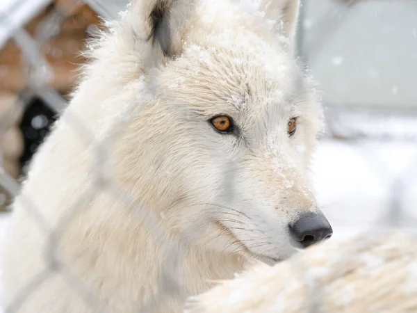 Arktický Vlk Zoo Pozorně Sleduje Návštěvníky — Stock fotografie