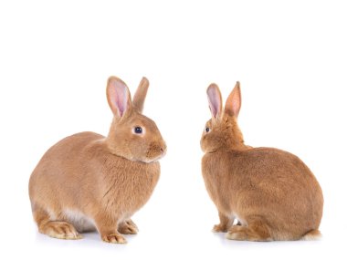  Beyaz arka planda oturan iki kahverengi tavşan..