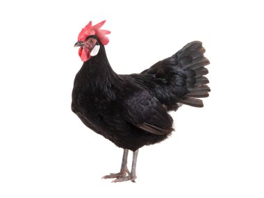 Siyah tavuk beyaz arka planda izole edilmiş..