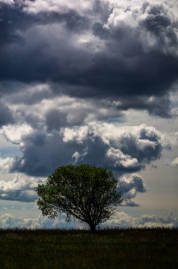 İlkbaharın başlarında bulut ve ağaç.