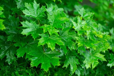 Vahşi ormanda yağmur üstüne akçaağaç yaprağı..