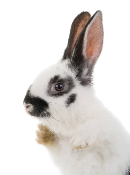 Beyaz Arka Planda Izole Edilmiş Bir Paskalya Tavşanı Portresi — Stok fotoğraf
