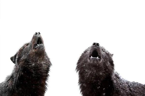 Dos Lobos Aullando Durante Una Nevada Aislado Sobre Fondo Blanco —  Fotos de Stock