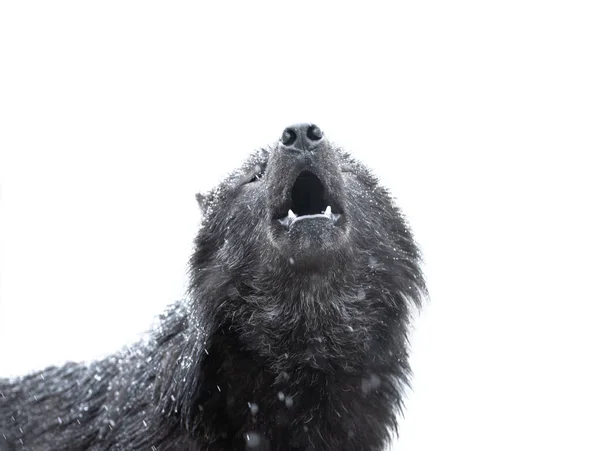 Vyjící Vlk Během Sněžení Izolováno Bílém Pozadí — Stock fotografie