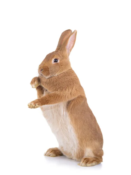 Kahverengi Tavşan Beyaz Arka Planda Arka Ayakları Üzerinde Duruyor — Stok fotoğraf