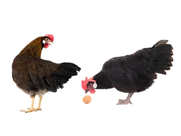 Deux Poules Regardent Œuf Est Isolé Sur Fond Blanc — Photo