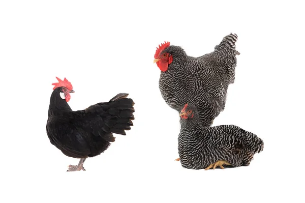 Una Gallina Negra Está Mirando Una Gallina Gris Con Gallo — Foto de Stock