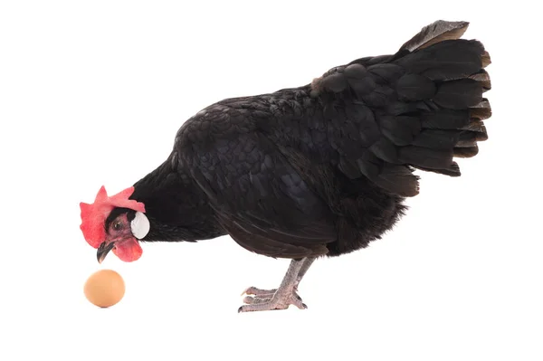 黑鸡看鸡蛋 它被白色的背景隔开了 — 图库照片