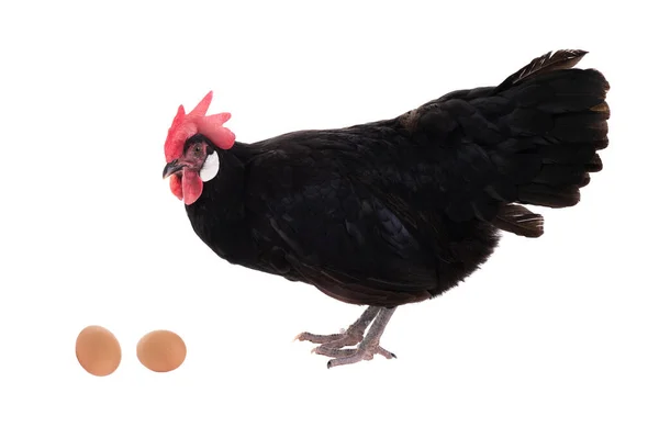 Μαύρη Κότα Κοιτάζει Ένα Αυγό Απομονώνεται Λευκό Φόντο — Φωτογραφία Αρχείου