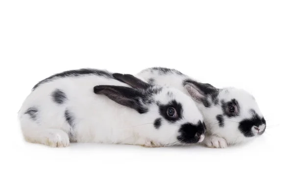 Beyaz Arka Planda Iki Dalmaçyalı Tavşan — Stok fotoğraf