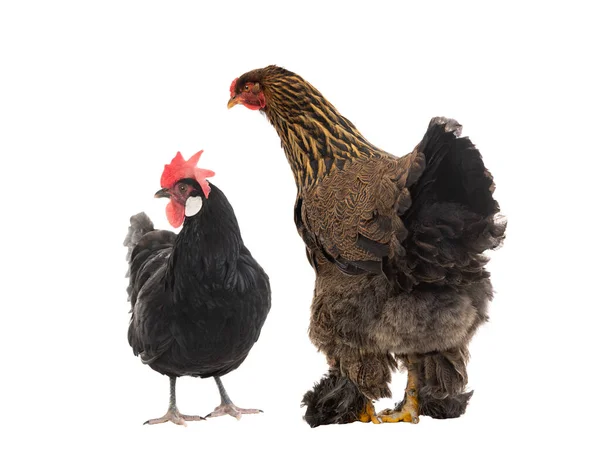 Big Hen Brama Uită Pui Negru Izolat Fundal Alb — Fotografie, imagine de stoc