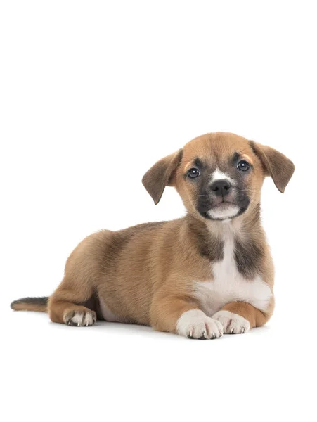 Brown Puppy Lies White Background — Stock Photo, Image