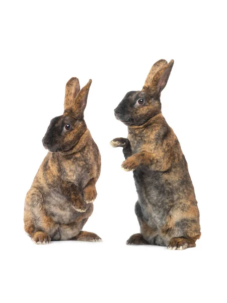 Deux Lapins Bruns Debout Isolés Sur Fond Blanc — Photo