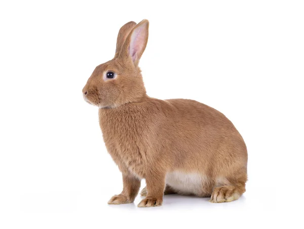 Коричневый Кролик Сидит Белом Фоне — стоковое фото