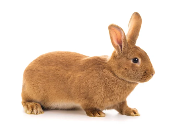 棕色的兔子站在白色的背景上 — 图库照片